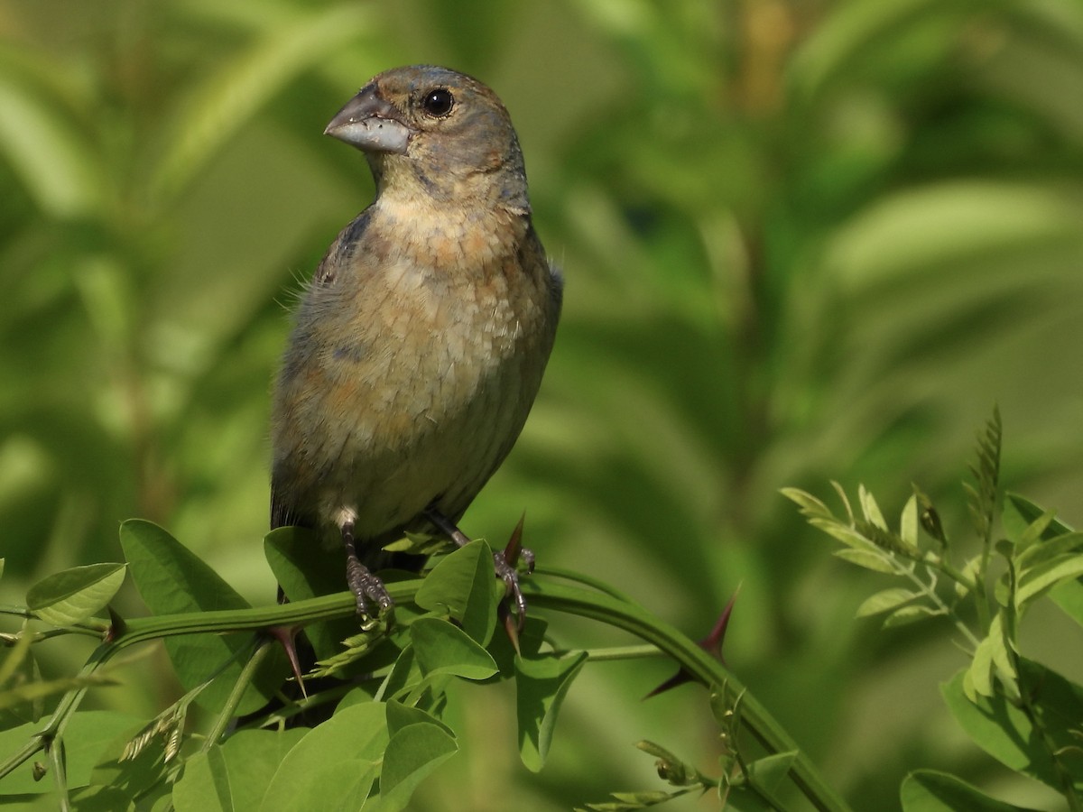 Blue Grosbeak - ML639328965
