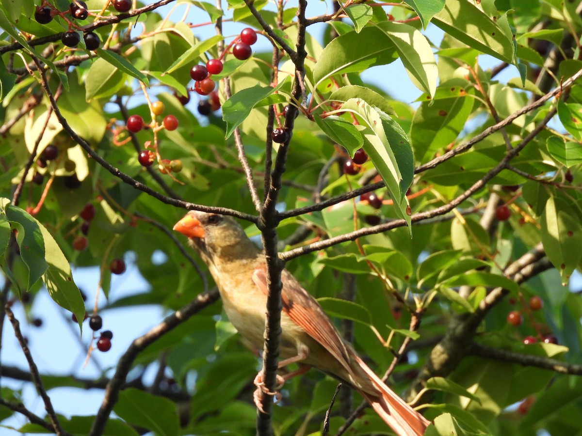 Northern Cardinal - ML639328981
