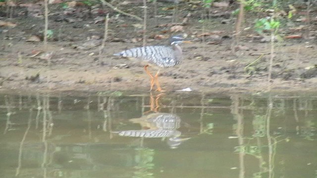 Sunbittern - ML639328985