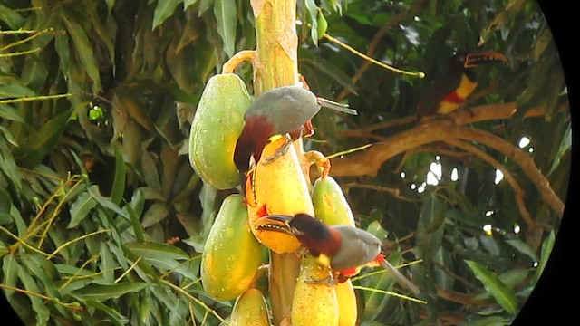 Chestnut-eared Aracari - ML639329022
