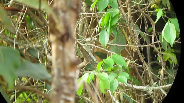 Rusty-backed Spinetail - ML639329038