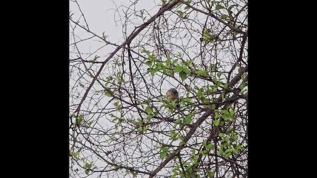 Bay-backed Shrike - ML639329044