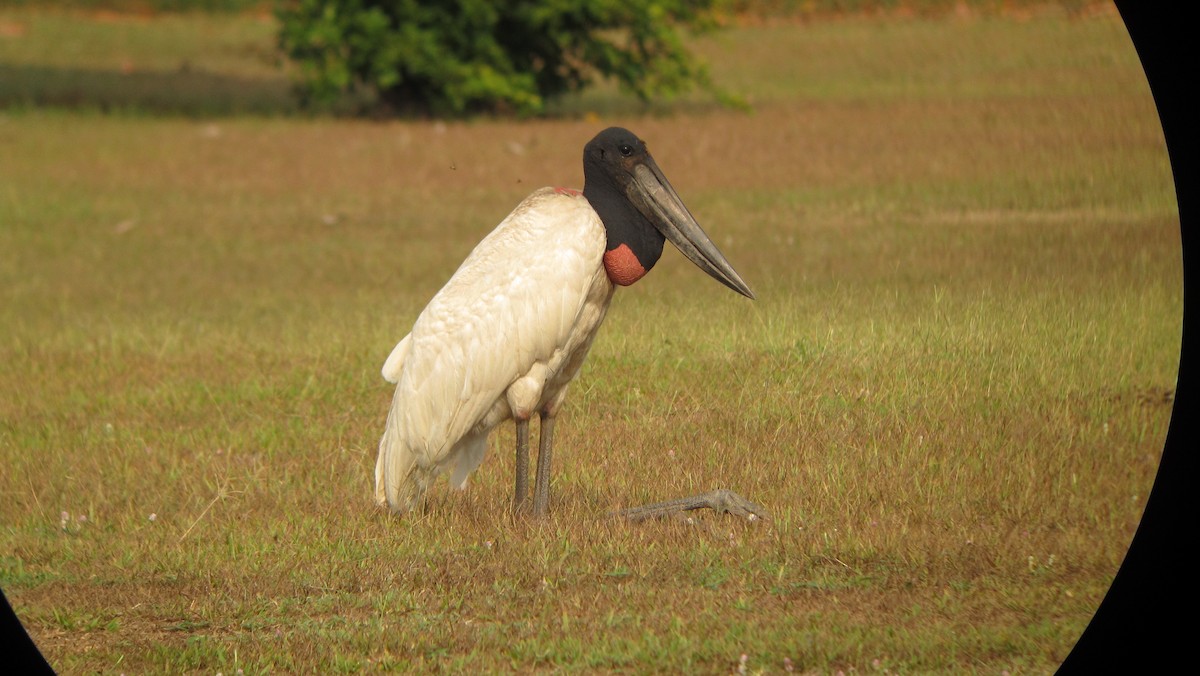 Jabiru - ML639329112