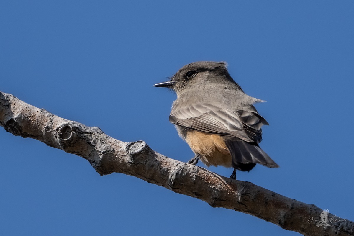Say's Phoebe - ML639329181