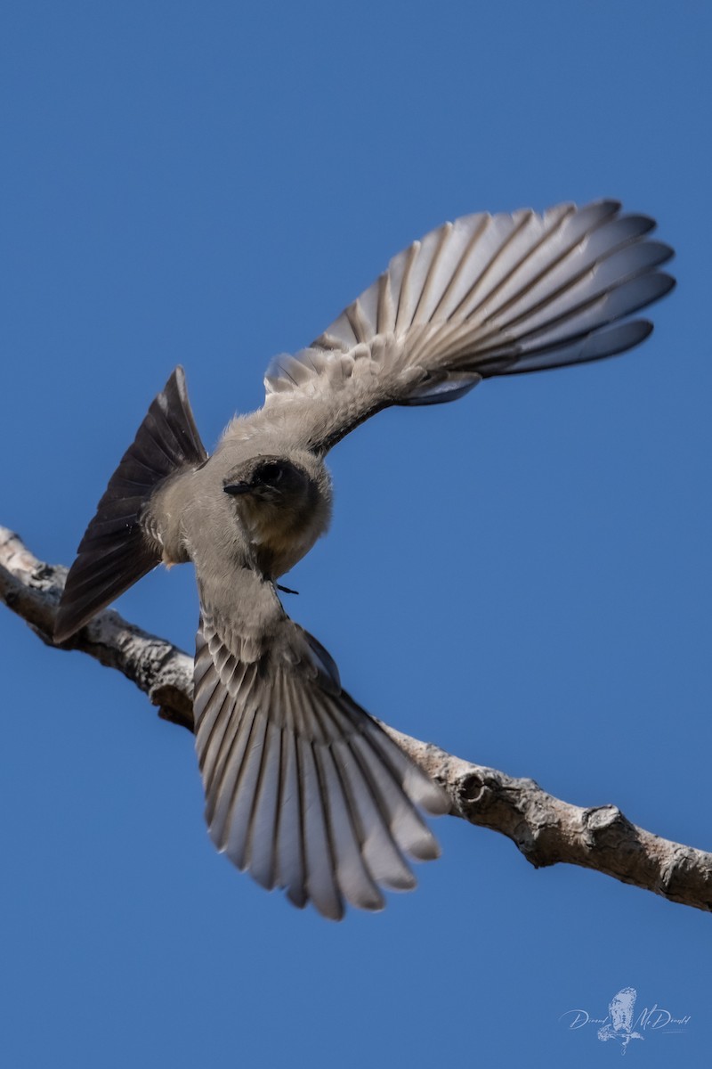 Say's Phoebe - ML639329182