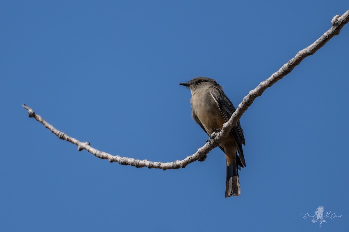 Say's Phoebe - ML639329183