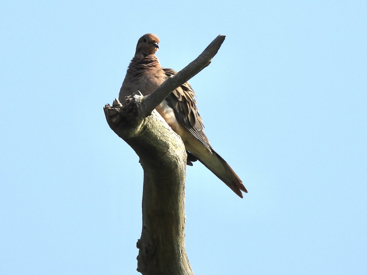 Mourning Dove - ML639329252