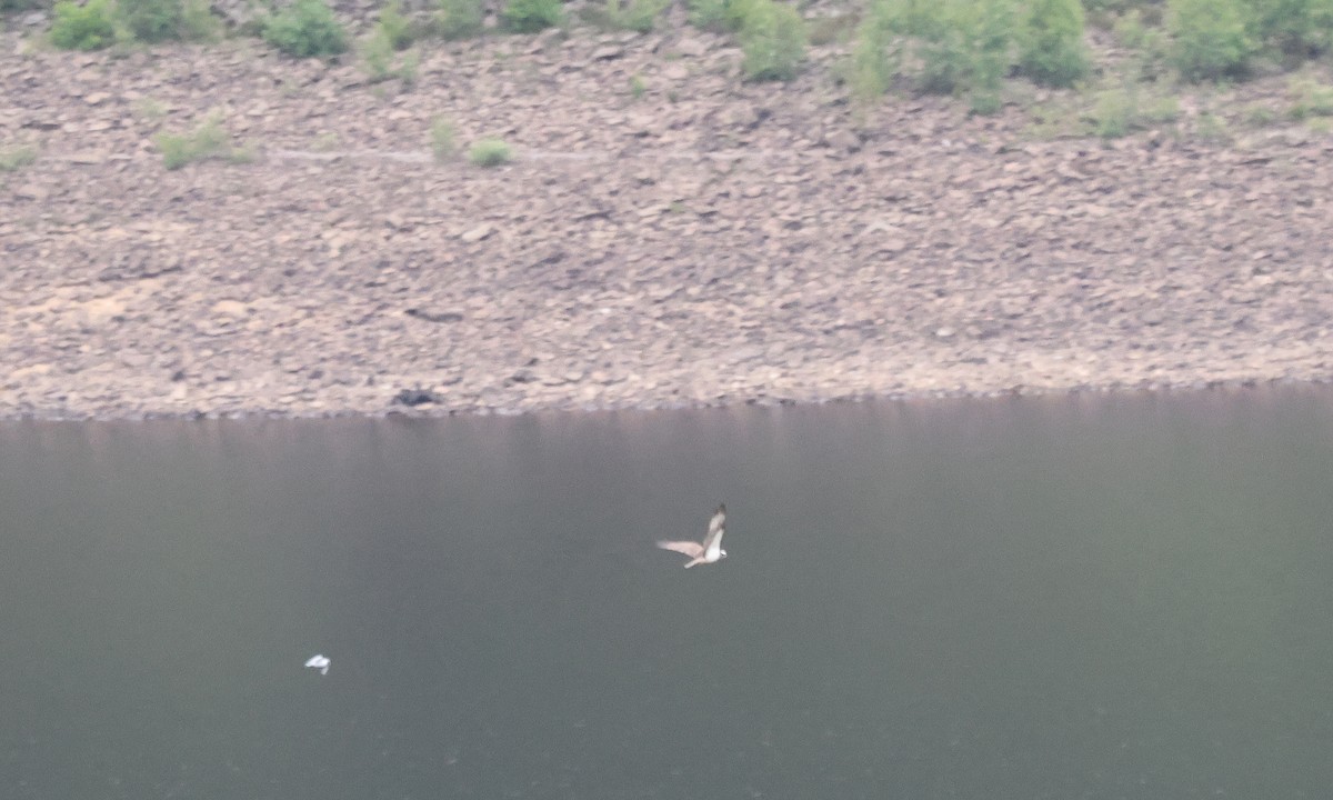 Osprey (Eurasian) - ML639329282