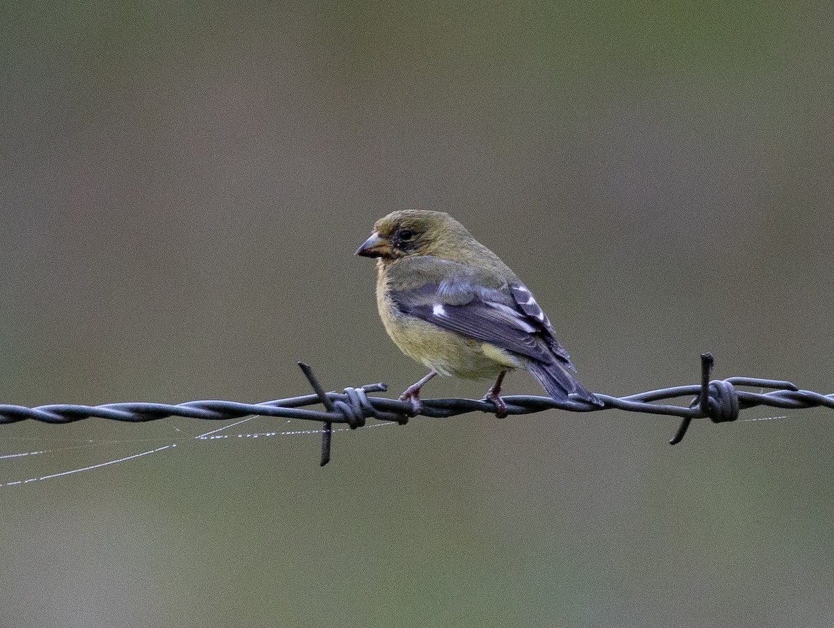 Andean Siskin - ML639329323