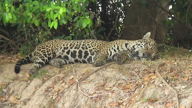 Jaguar - ML639329341