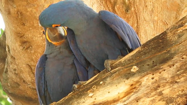 Hyacinth Macaw - ML639329373