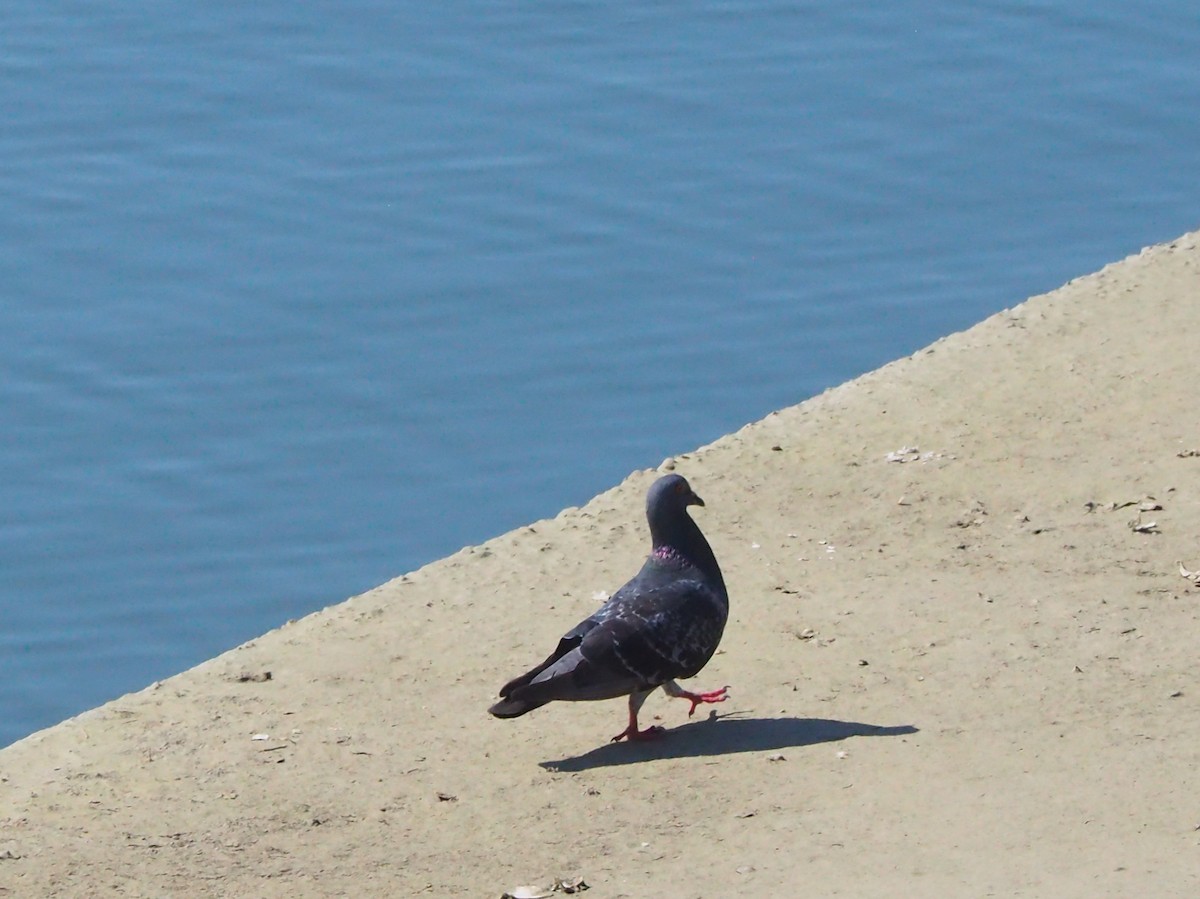 Rock Pigeon (Feral Pigeon) - ML639329381