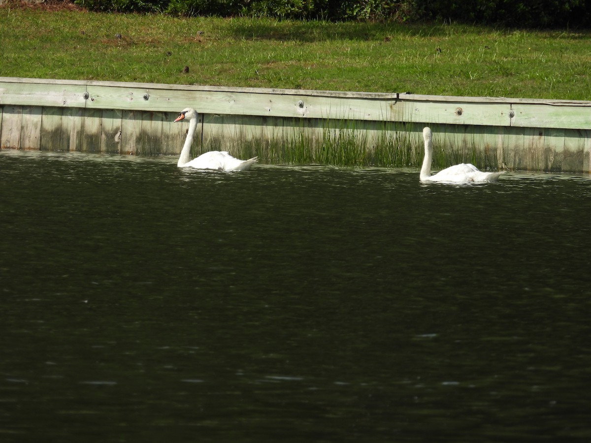 Mute Swan - ML639329386