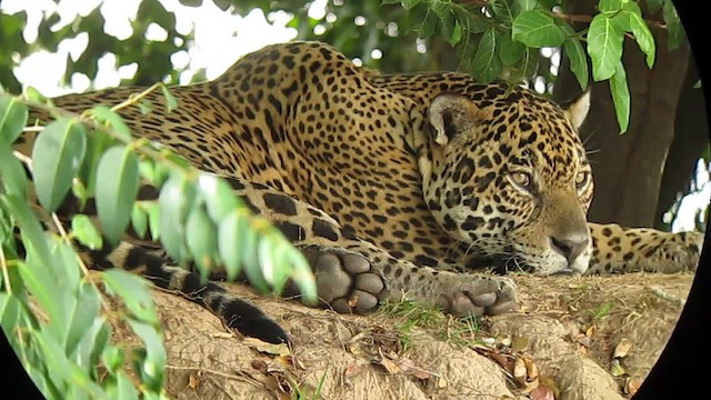 Jaguar - ML639329397