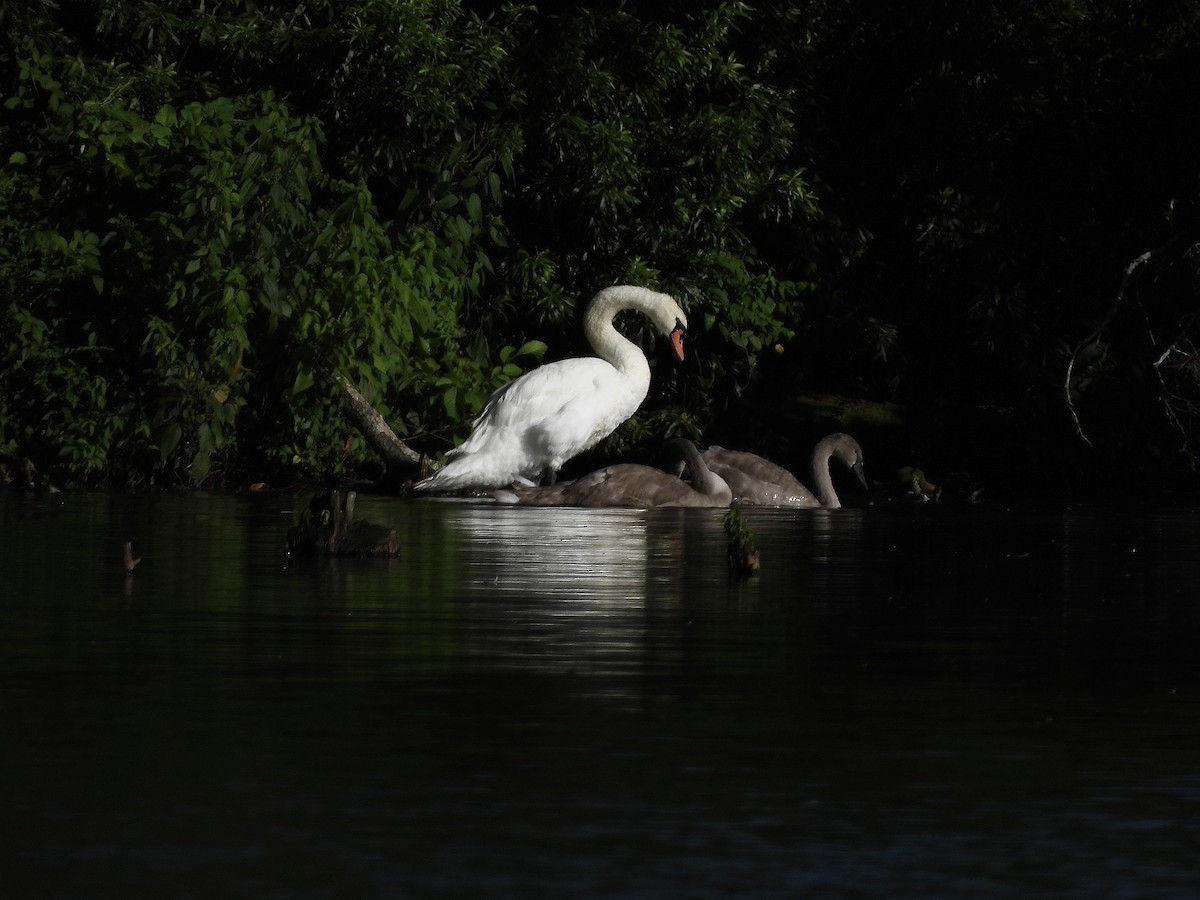 Mute Swan - ML639329422