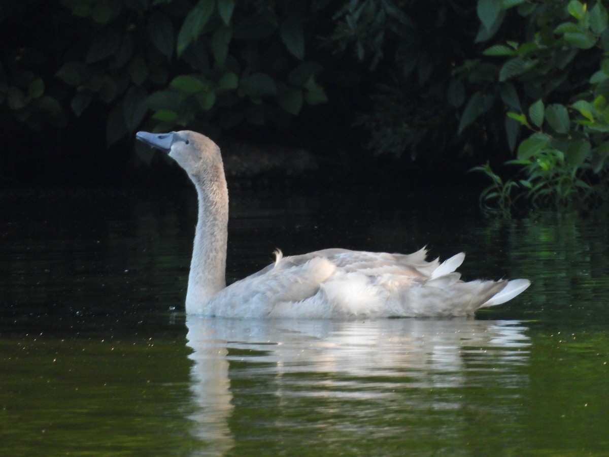 Mute Swan - ML639329423