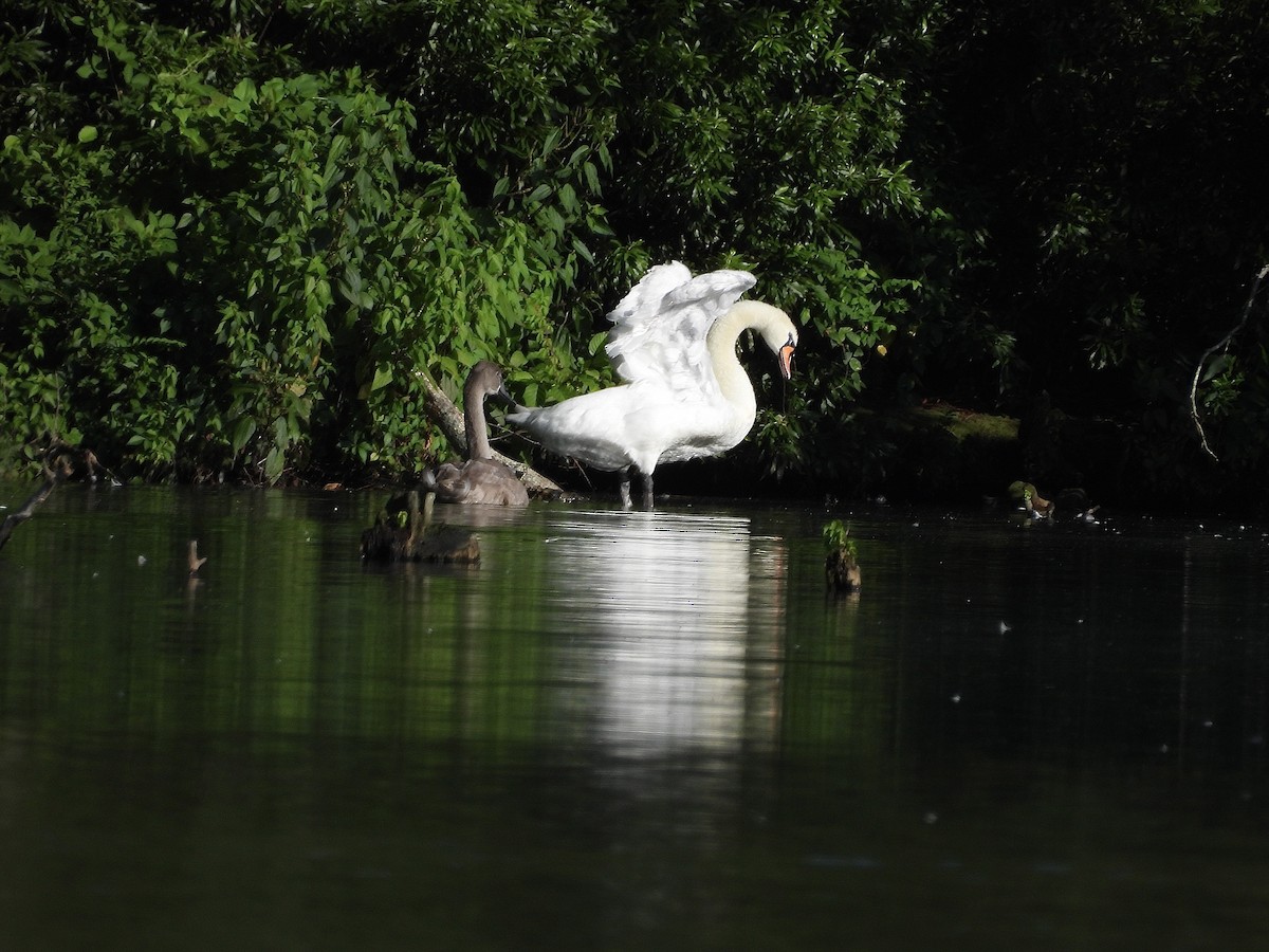 Mute Swan - ML639329424