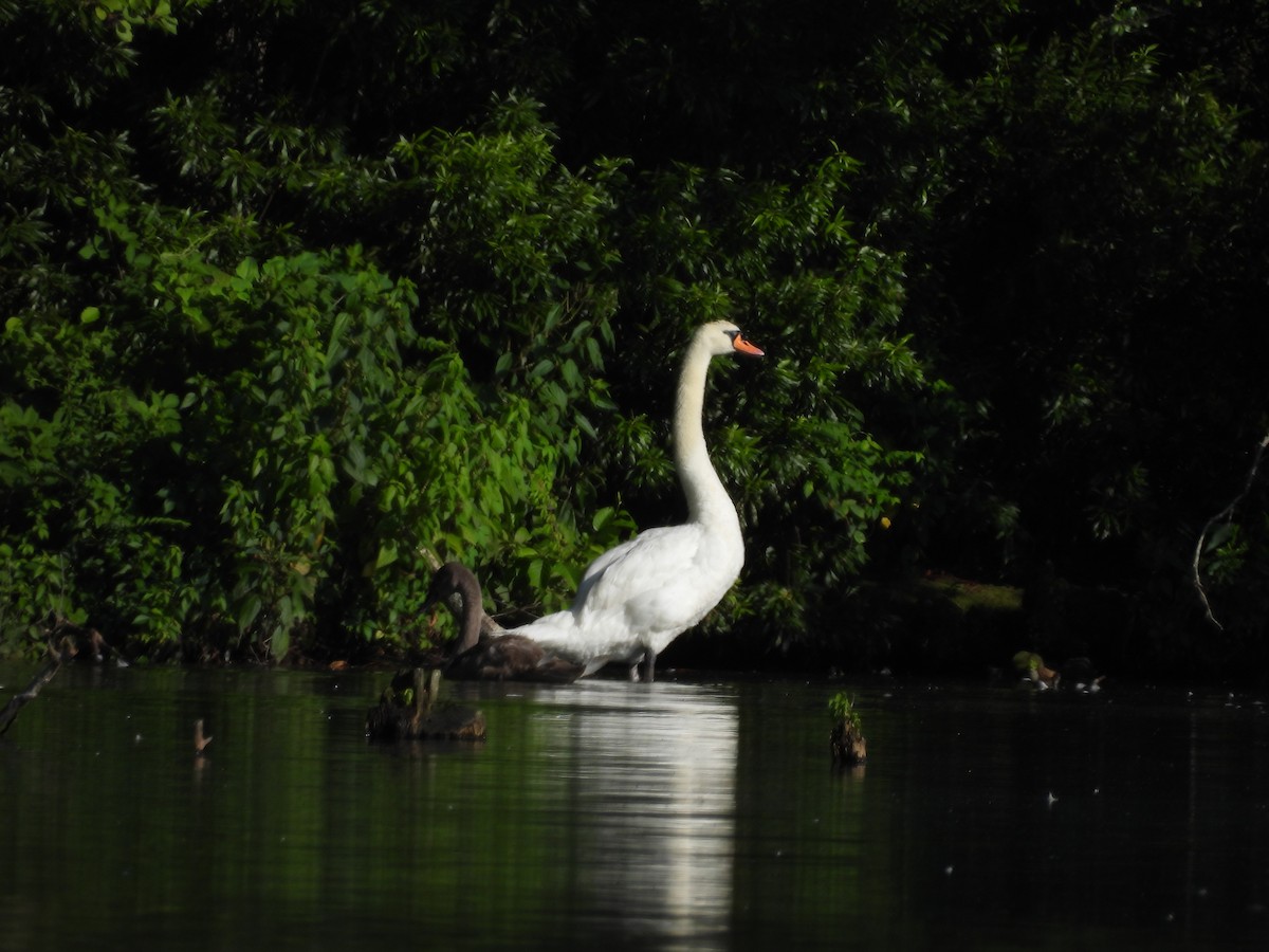 Mute Swan - ML639329425