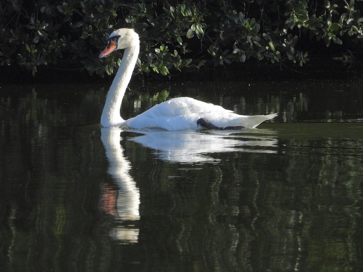 Mute Swan - ML639329426