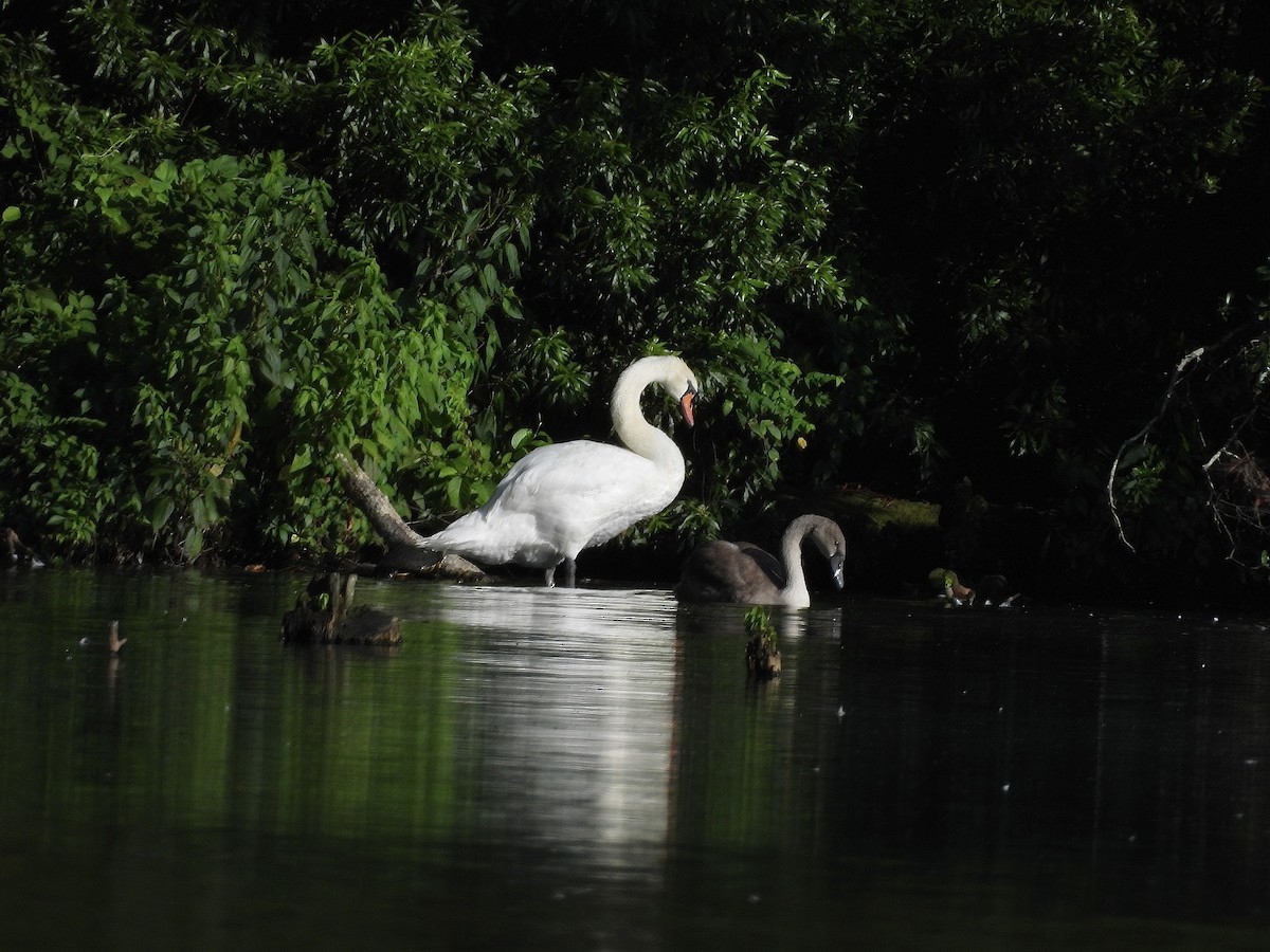 Mute Swan - ML639329427