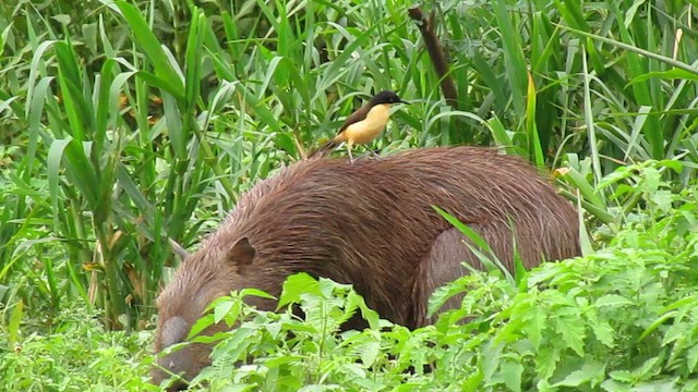 Black-capped Donacobius - ML639329439