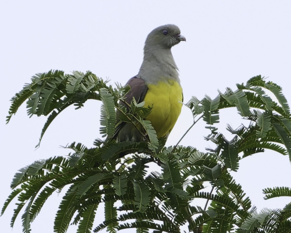 Bruce's Green-Pigeon - ML639329542