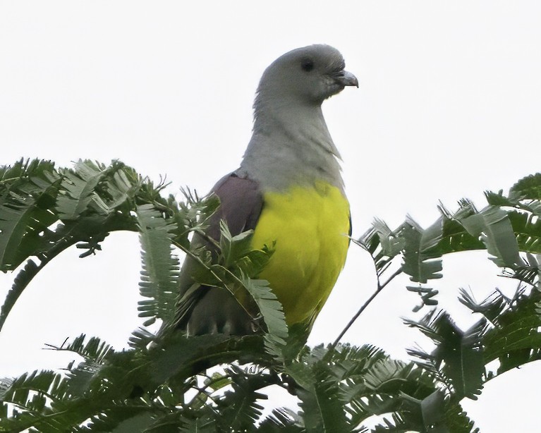 Bruce's Green-Pigeon - ML639329543