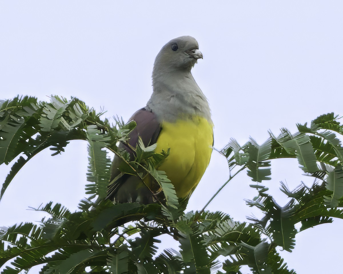 Bruce's Green-Pigeon - ML639329545