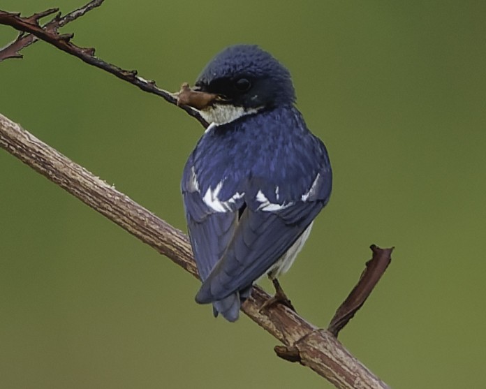 Pied-winged Swallow - ML639329582