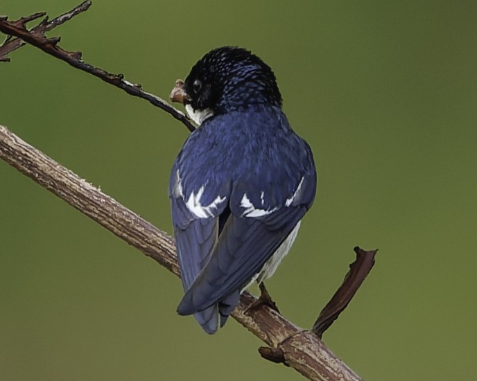 Pied-winged Swallow - ML639329583