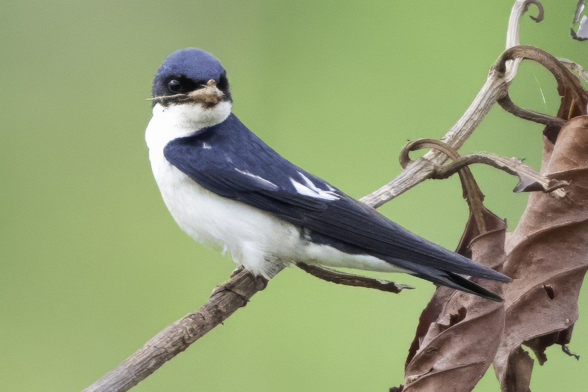 Pied-winged Swallow - ML639329584