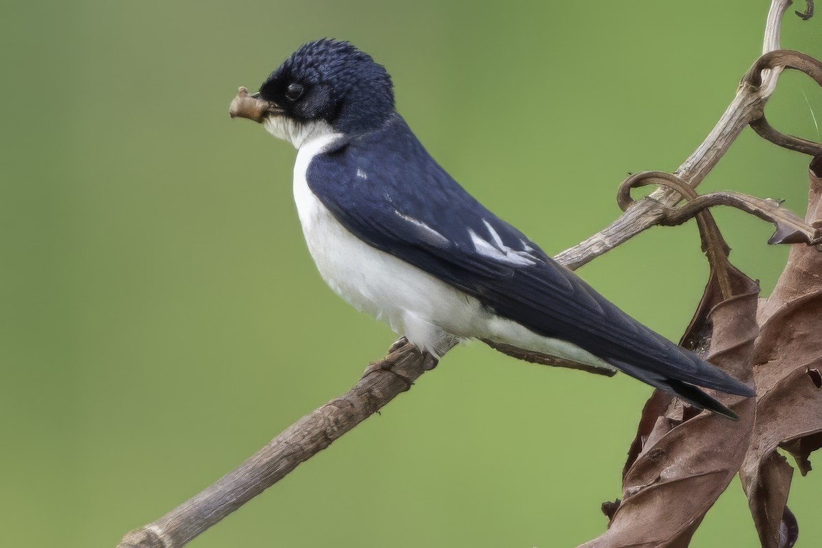 Pied-winged Swallow - ML639329585