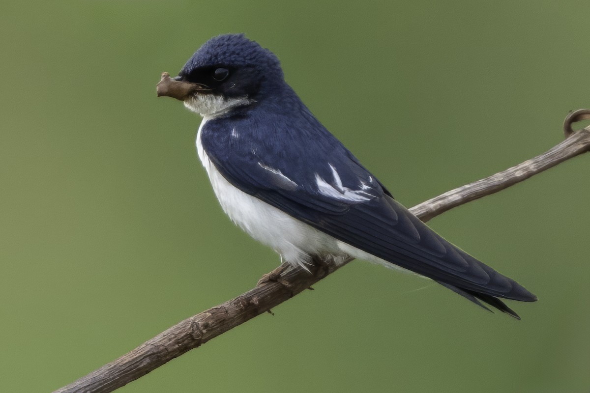 Pied-winged Swallow - ML639329586