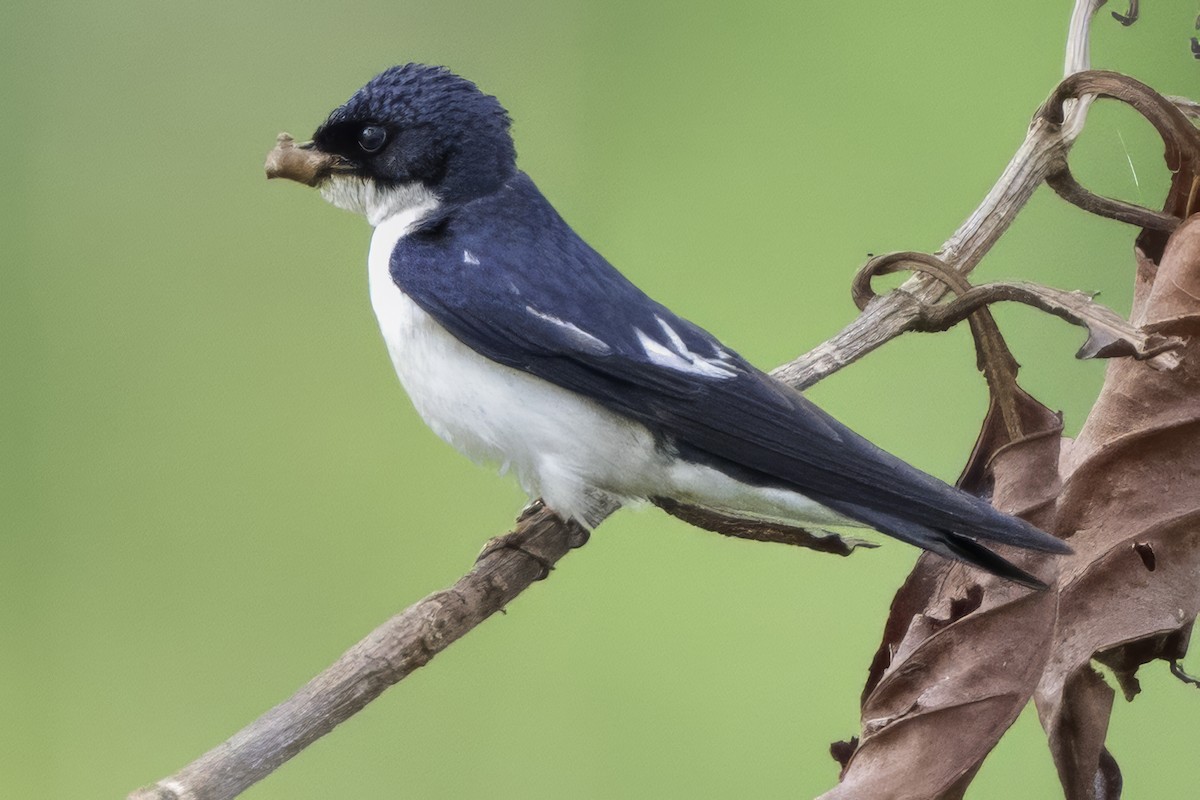 Pied-winged Swallow - ML639329587