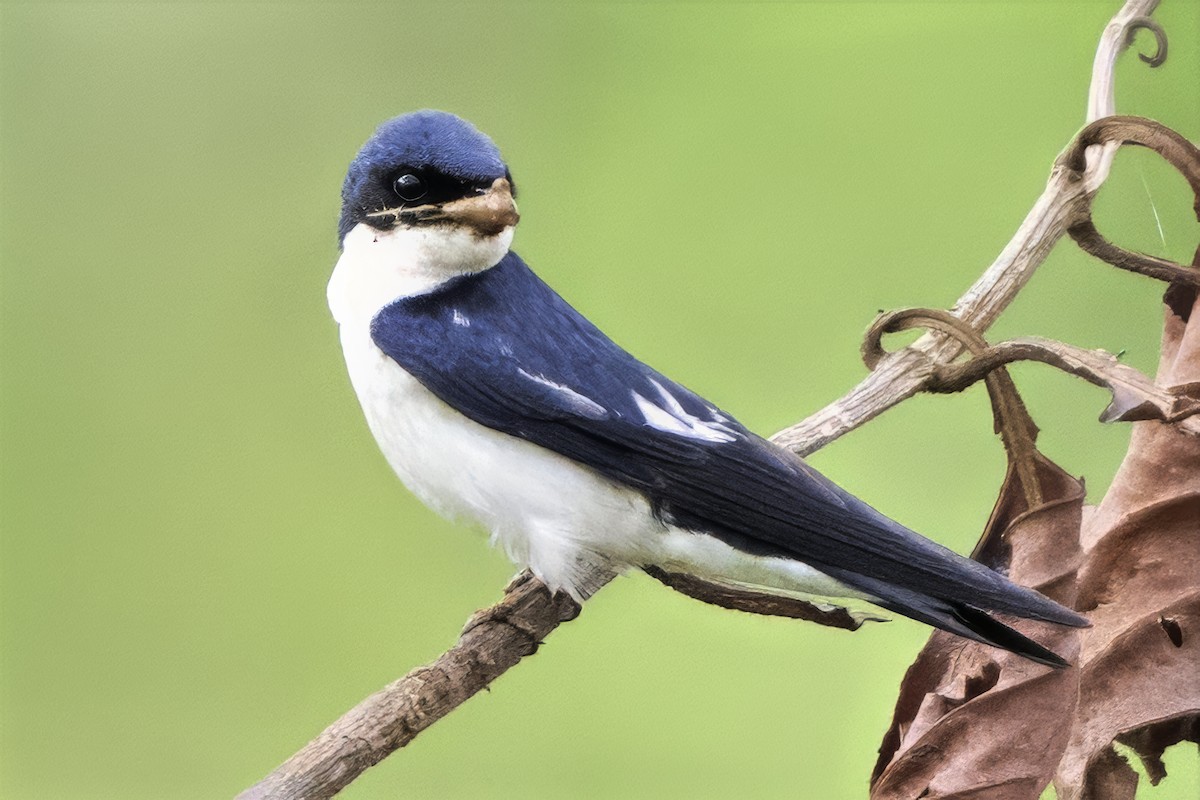 Pied-winged Swallow - ML639329588