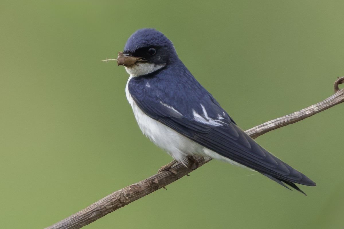 Pied-winged Swallow - ML639329589