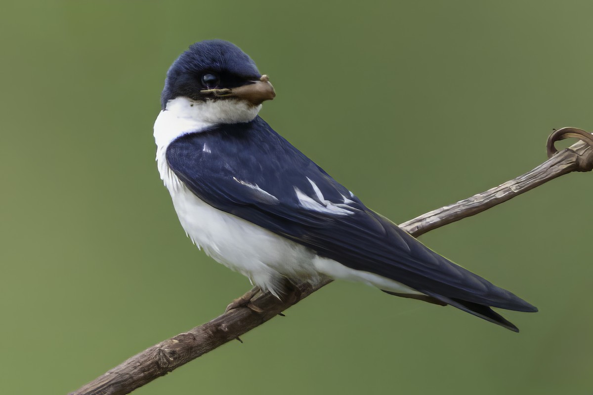 Pied-winged Swallow - ML639329590