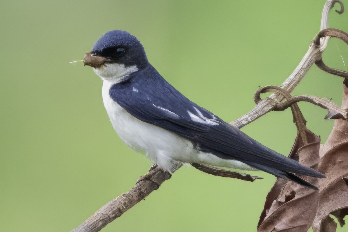 Pied-winged Swallow - ML639329591