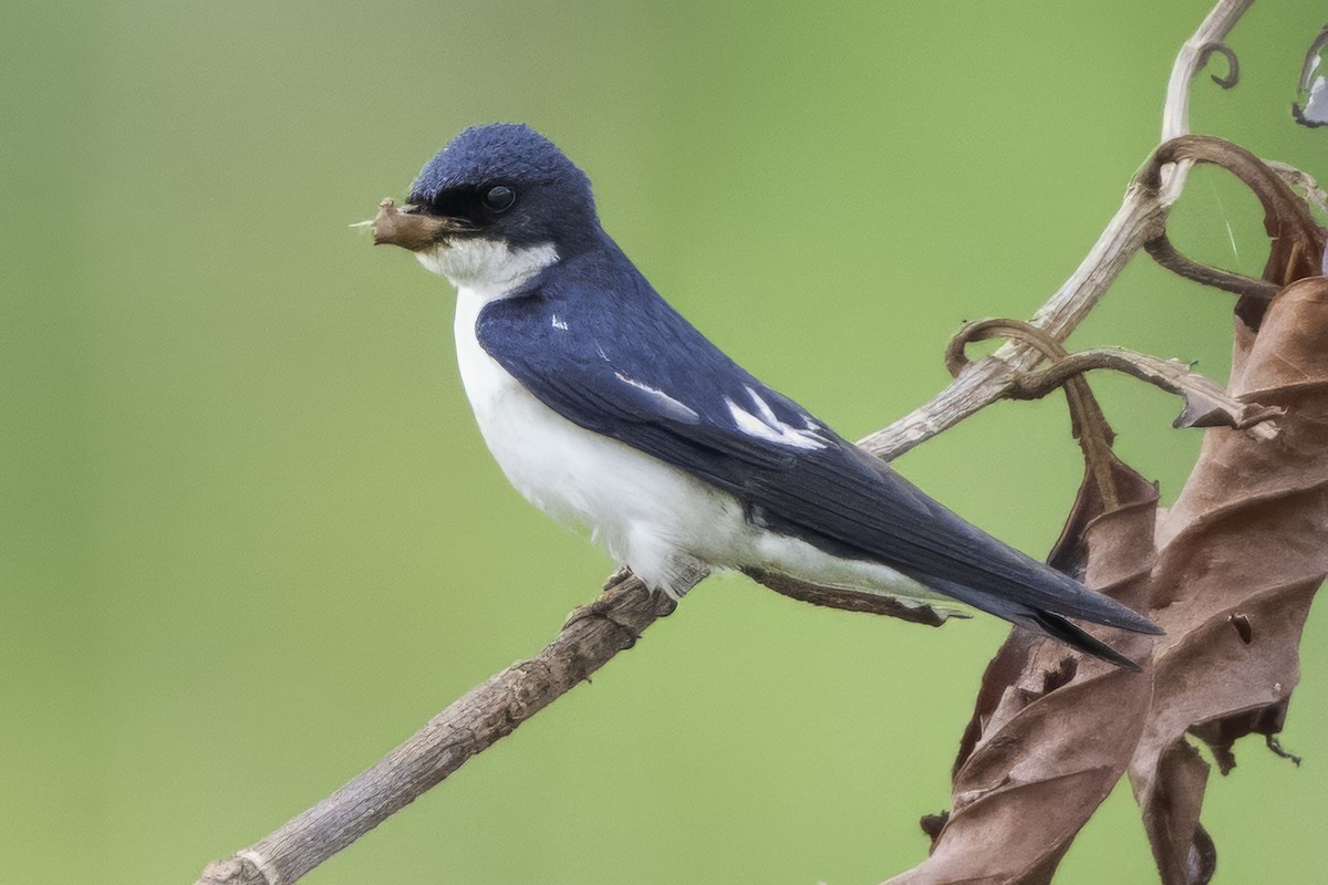 Pied-winged Swallow - ML639329592