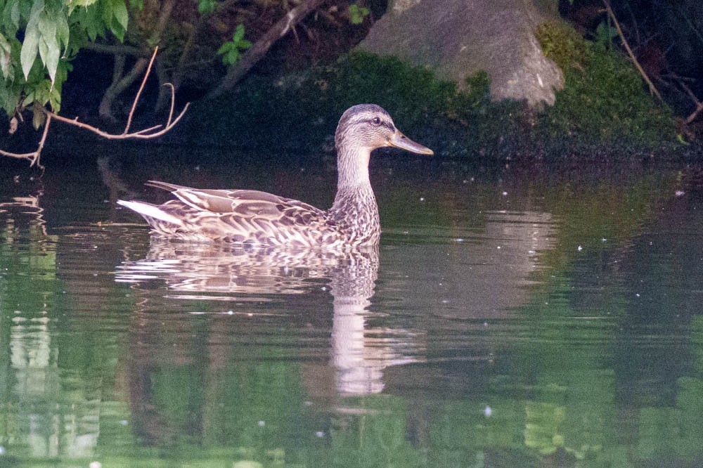 kachna divoká - ML639329658