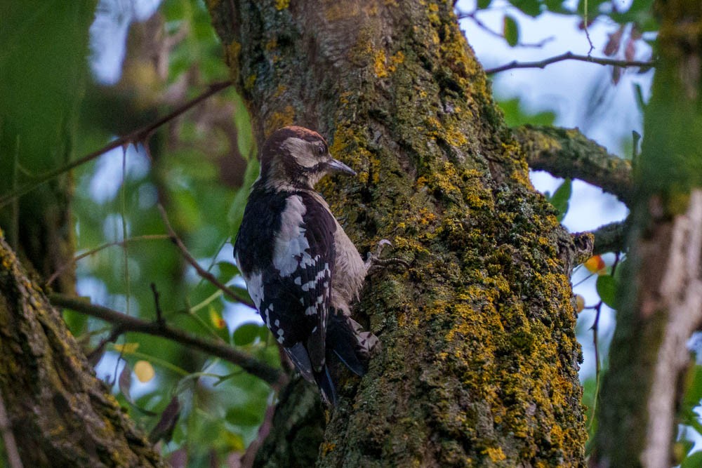 strakapoud velký - ML639329662