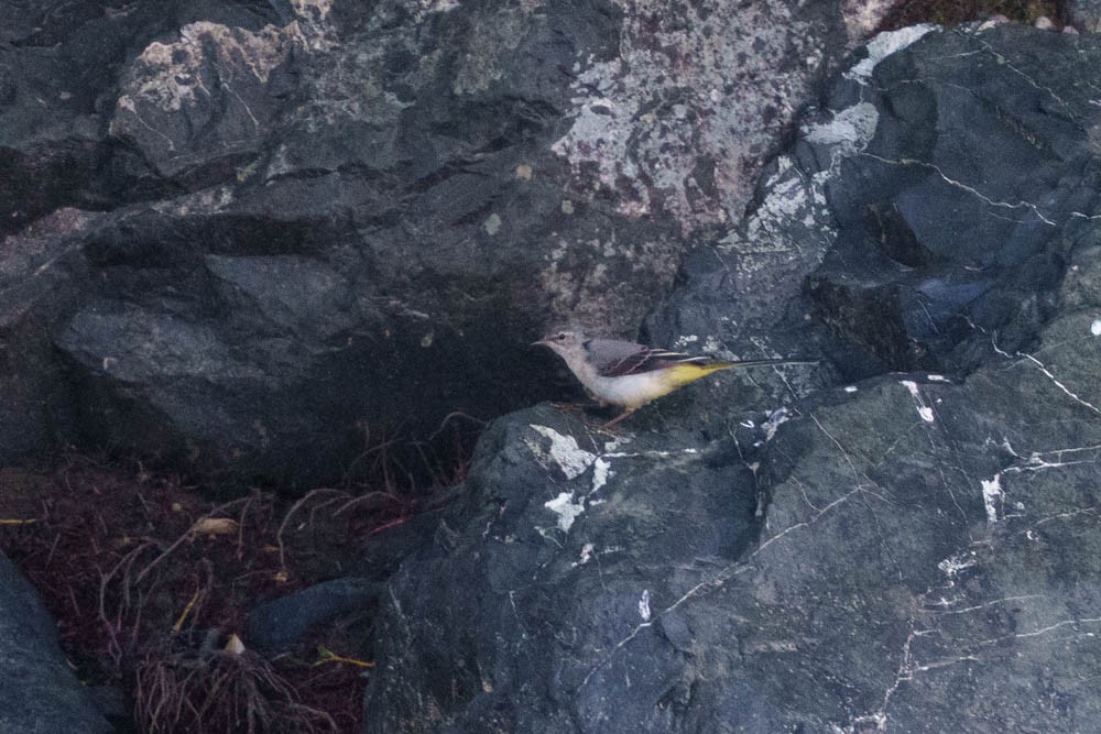 konipas horský - ML639329674