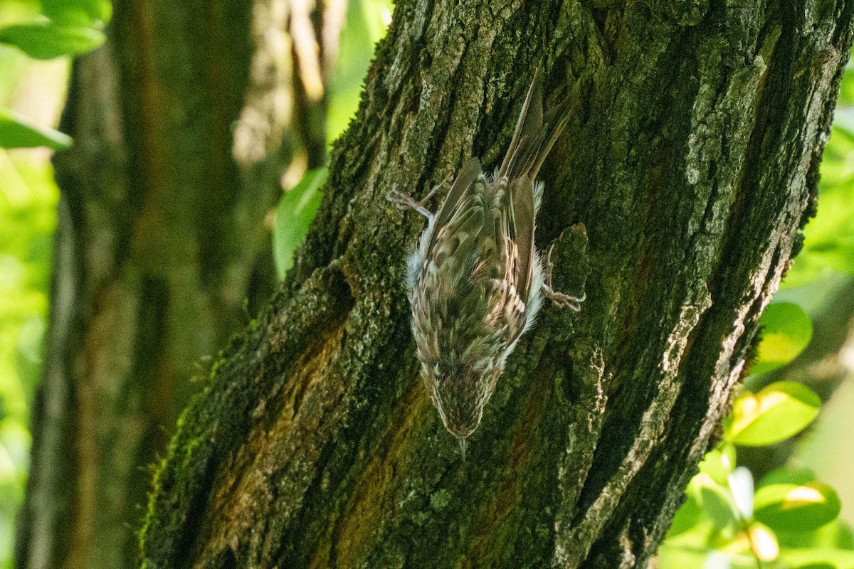 šoupálek dlouhoprstý/krátkoprstý - ML639329688