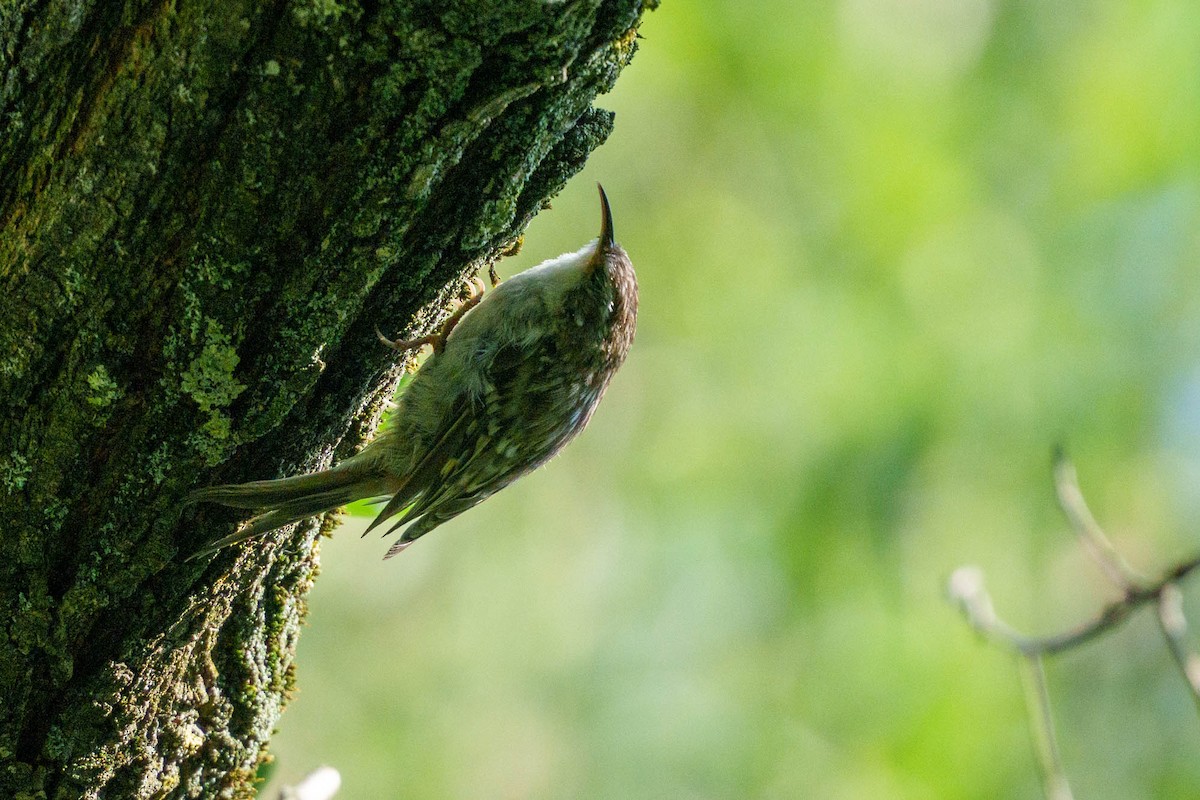 šoupálek dlouhoprstý/krátkoprstý - ML639329693