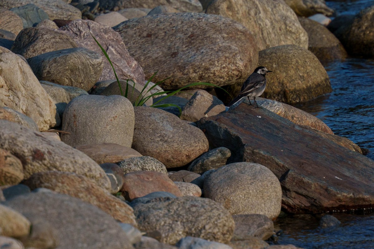 konipas bílý - ML639329696