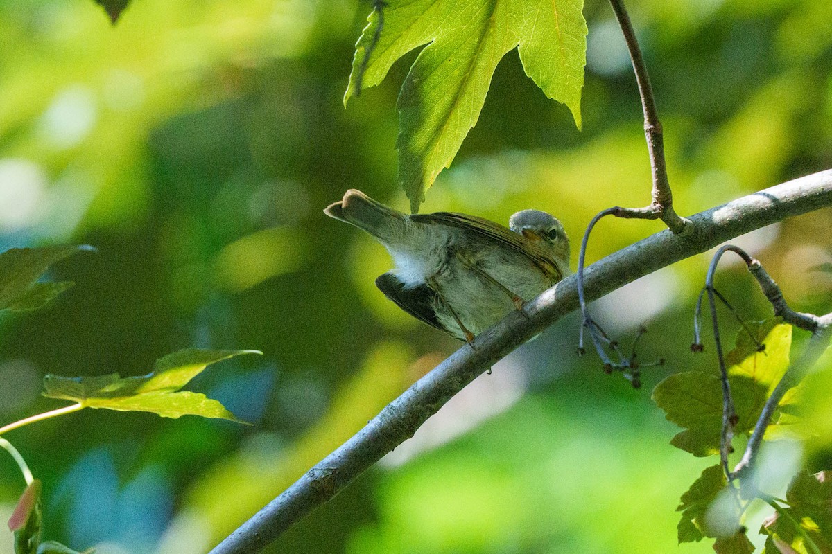 budníček větší/menší - ML639329713