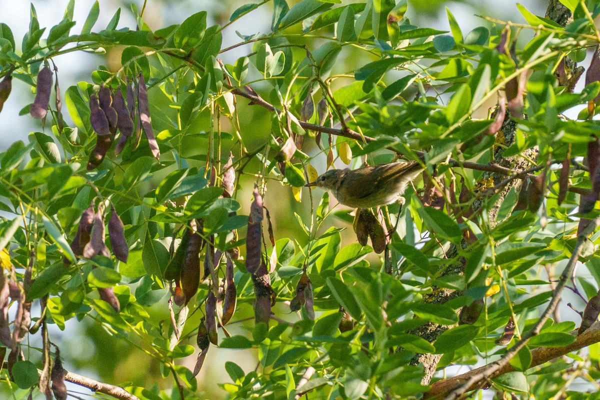 budníček západní - ML639329726