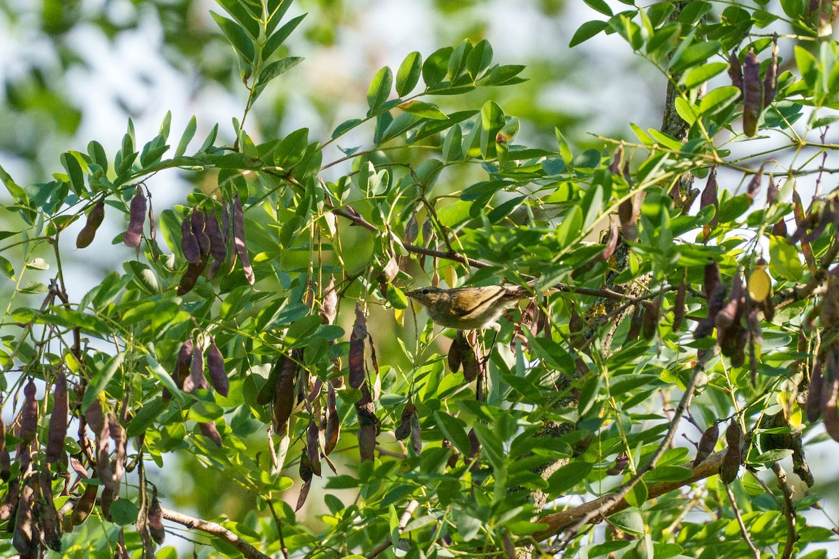 budníček západní - ML639329727