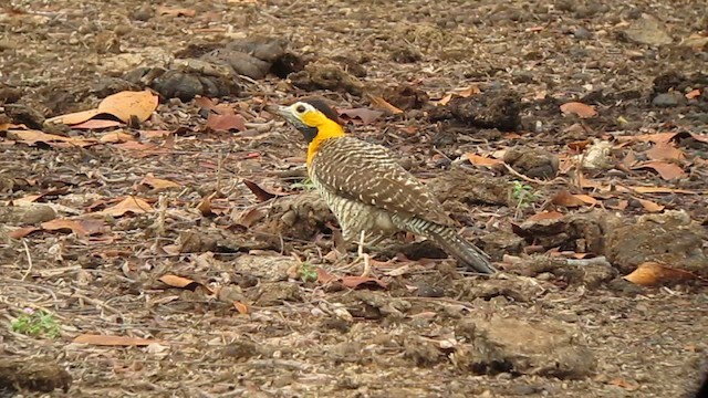 Campo Flicker - ML639329748