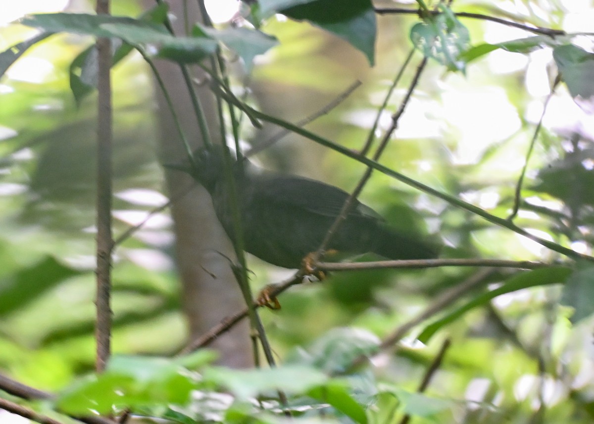 Turdus sp. - ML639329790